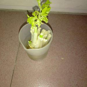 我新添加了一棵“芹菜 葱”到我的“花园”