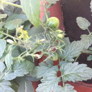 我新添加了一棵“小柿子”到我的“花园”