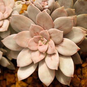 Name: Echeveria Lauii
Latin: Echeveria lauii
Origin: Central America
Plant height: 1 - 10 cm
Reproduction:  #Layering  
Difficulty level:  #Easy  
Tags:  #CentralAmerica   #Echeverialauii  

