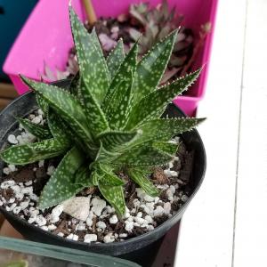 I'm still not sure what this is. I think it's some kind of hybrid either hawthoria/ gasteria/ aloe. it grows really fast which is strange for hawthoria or aloe if I'm not wrong