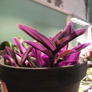 Tradescantia cerinthoides ‘Lilac’ (christian)
