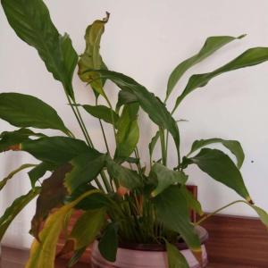 Vitorlavirág (Spathiphyllum Vivaldi)