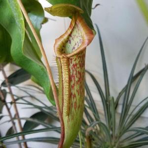 I've never had a pitcher plant bloom!