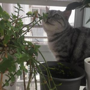 DUANG!我新添加了一棵“一颗猫树”到我的“花园”，这是它的第一篇成长志,还请花友们多多关照噢！