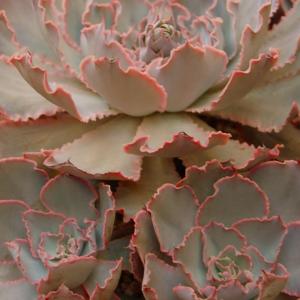 Mexican Hens&Chicks