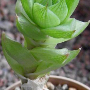 名称:  #乙女伞  
英文名：Haworthia cymbiformis var. ramosa 
科:  #百合科  
属:  #十二卷属  
种植难度:  #容易  
生长季:  #冬型种  
