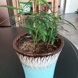 我新添加了一棵“椰子竹”到我的“花园”