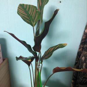 제가 새로운 식물 “진저마란타”한 그루를 나의 “화원”에 옴겼어요. 