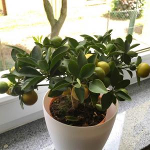 我新添加了一棵“橘子”到我的“花园”
