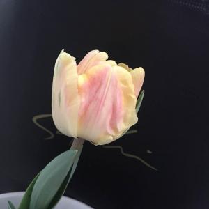 第一次种郁金香  三个花色，每种颜色的第一朵