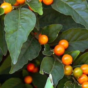Name: Jerusalem Cherry
Latin: Solanum pseudocapsicum
Origin: Europe
Plant height: 30 - 60 cm
Reproduction:  #Seeds  
Difficulty level:  #Medium  
Tags:  #Europe   #Solanumpseudocapsicum  

