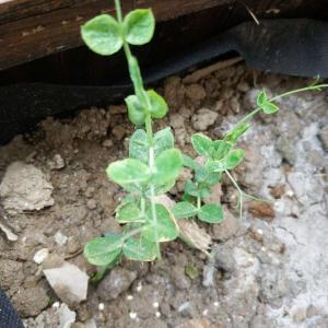 我新添加了一棵“豌豆”到我的“花园”