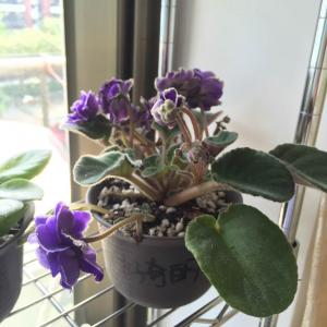 我新添加了一棵“B.04-非洲紫罗兰-好奇的乔治”到我的“花园”