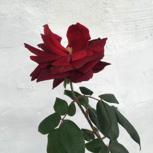 I Nuevo agregado un Rosa grana en mi jardín