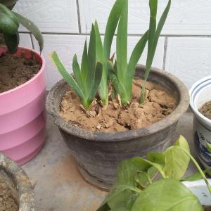 我新添加了一棵“二歧鸢尾花”到我的“花园”