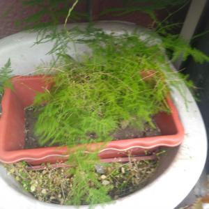我新添加了一棵“文竹”到我的“花园”