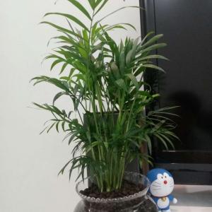 我新添加了一棵“凤尾竹”到我的“花园”