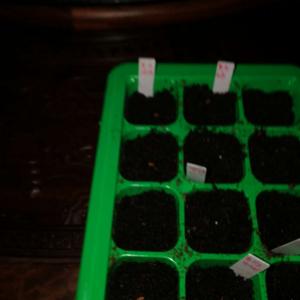 我新添加了一棵“黑天鹅绒天竺葵五粒”到我的“花园”