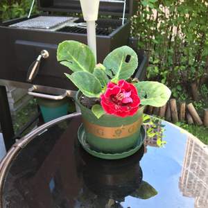 我新添加了一棵“芙蓉花”到我的“花园”