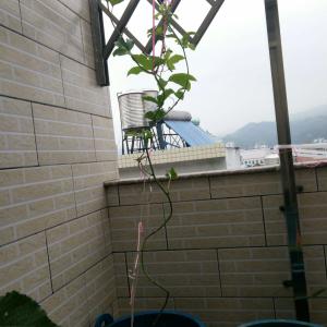 我新添加了一棵“百香果”到我的“花园”