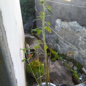 我新添加了一棵“向日葵”到我的“花园”